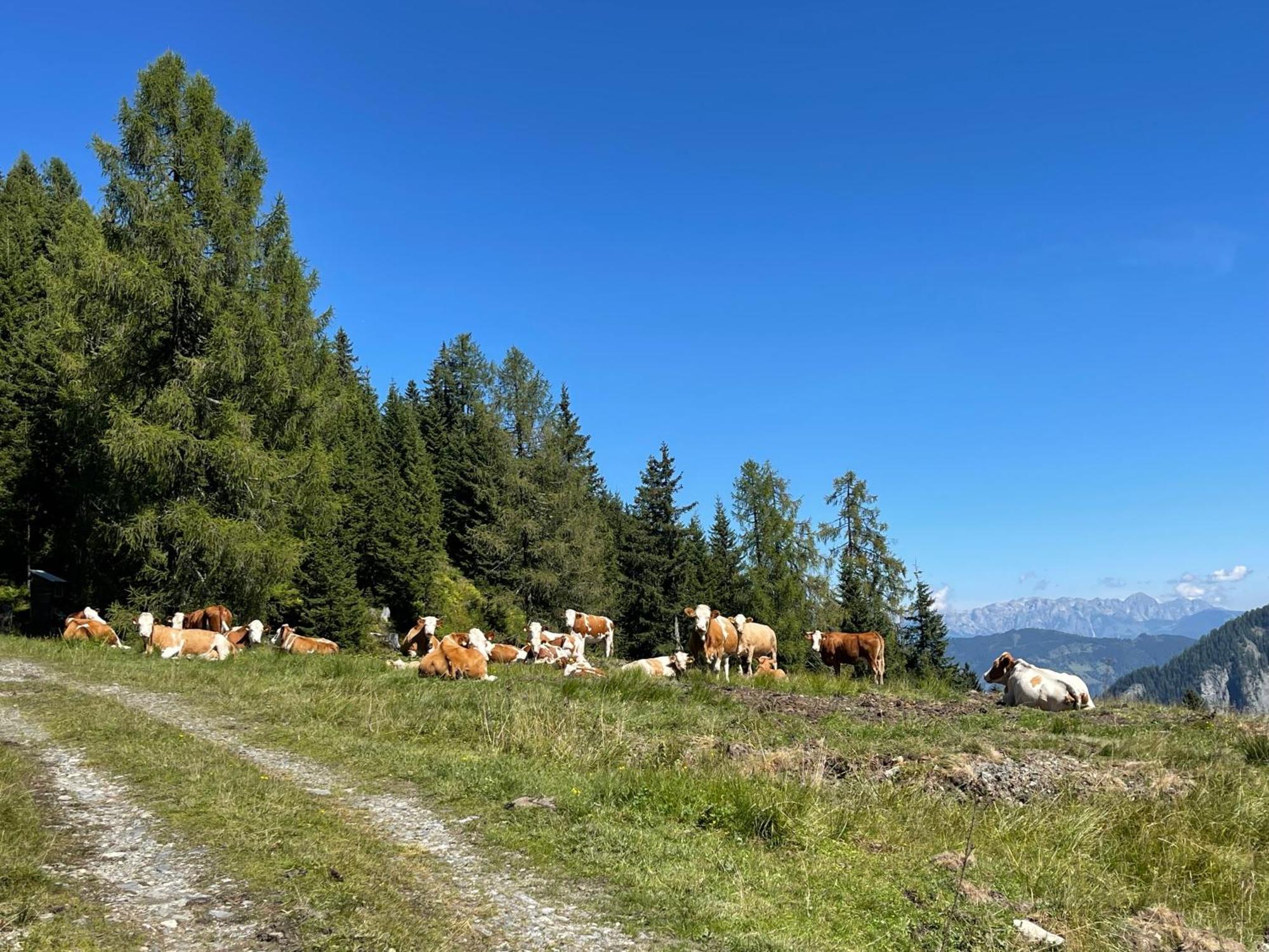 Gaestezimmer Peterbauer Apartamento Dorfgastein Exterior foto